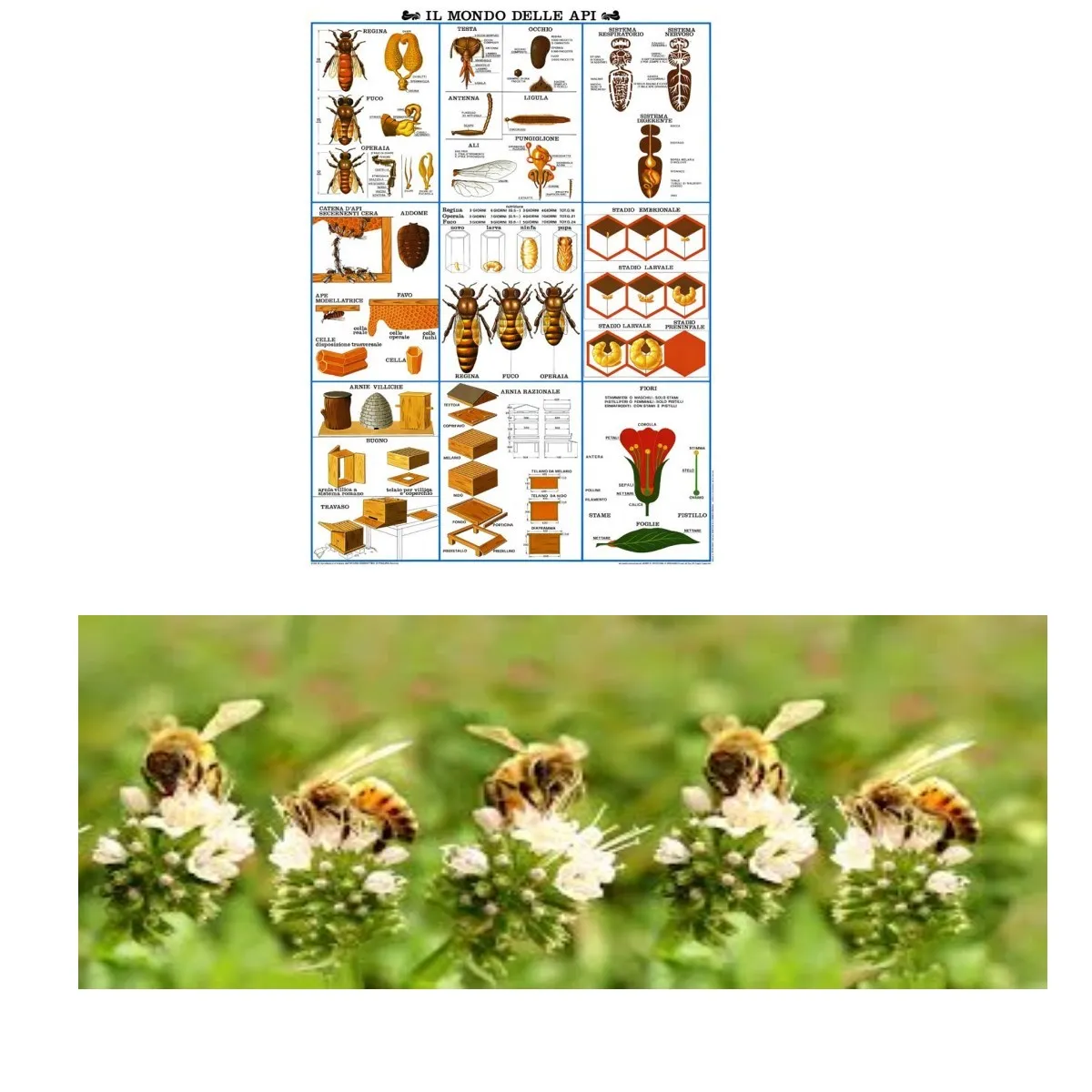 Plakate und Fotos